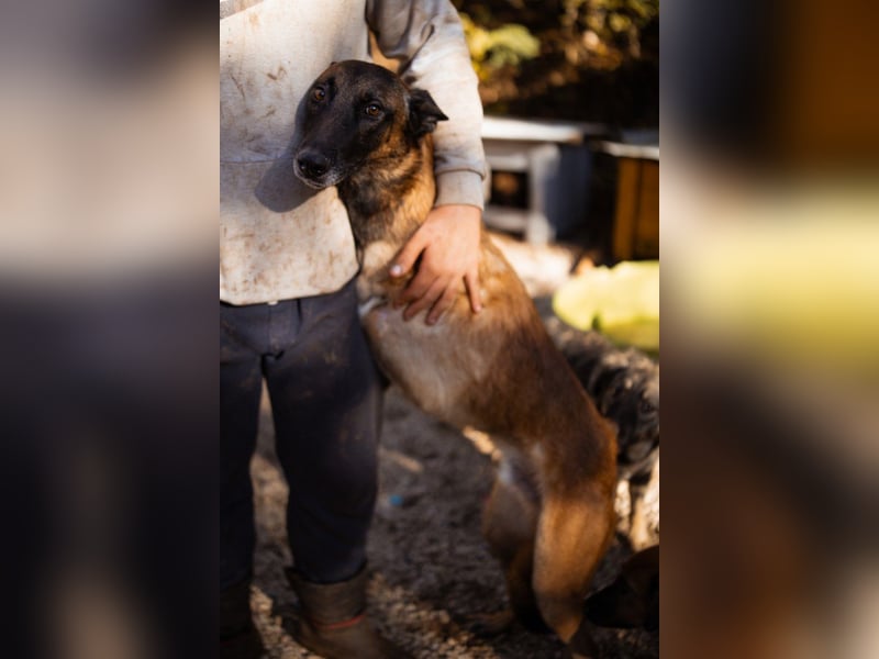 Malinois ♥ Tinki Vinki ♥ sympathischer 3-Bein-Fell-Schatz