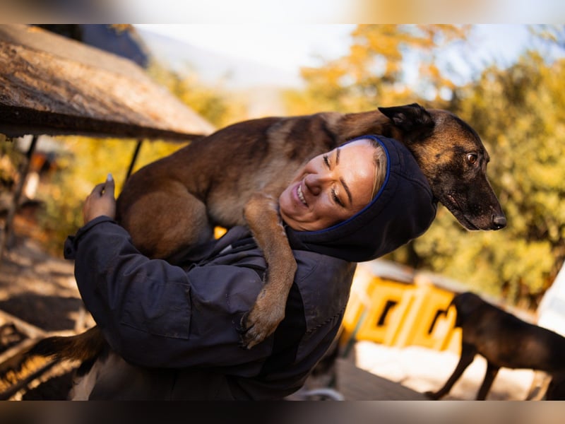 Malinois ♥ Tinki Vinki ♥ sympathischer 3-Bein-Fell-Schatz