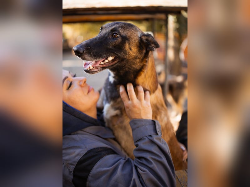 Malinois ♥ Tinki Vinki ♥ sympathischer 3-Bein-Fell-Schatz