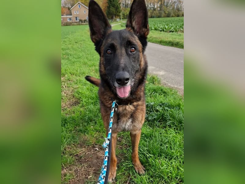 Jabba ❤️ sucht aktives, erfahrenes Zuhause