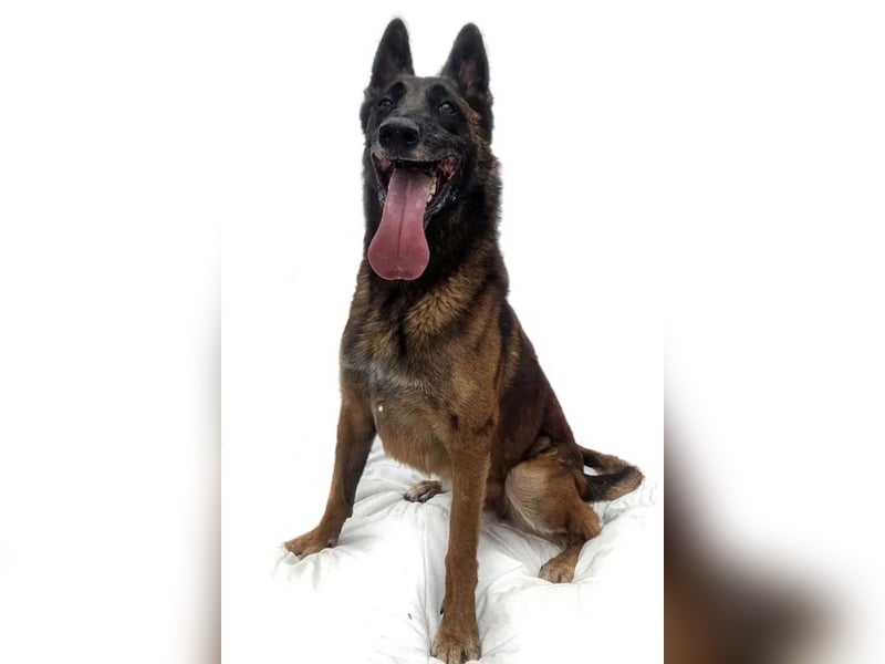 Jabba ❤️ sucht aktives, erfahrenes Zuhause