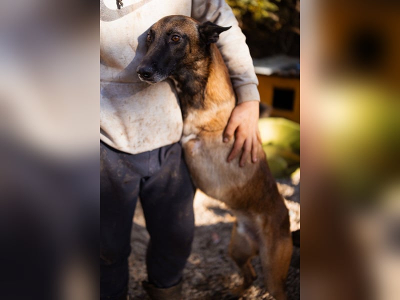 Malinois ♥ Tinki Vinki ♥ sympathischer 3-Bein-Fell-Schatz