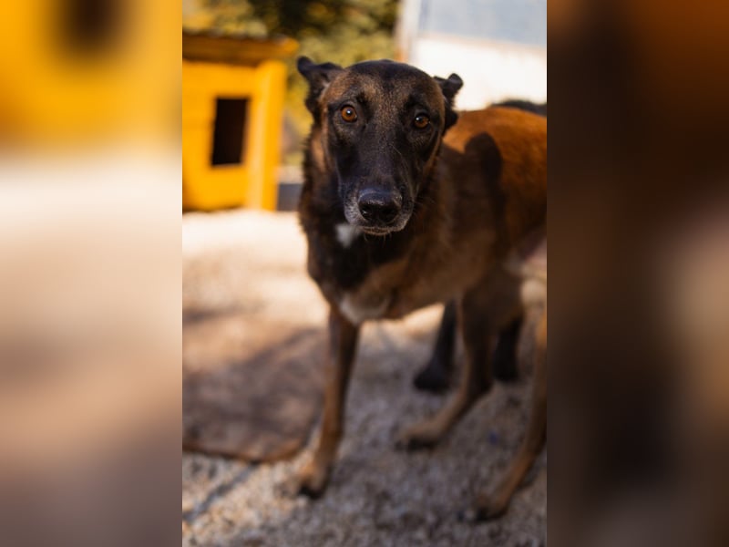 Malinois ♥ Tinki Vinki ♥ sympathischer 3-Bein-Fell-Schatz