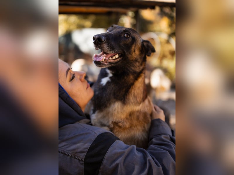 Malinois ♥ Tinki Vinki ♥ sympathischer 3-Bein-Fell-Schatz