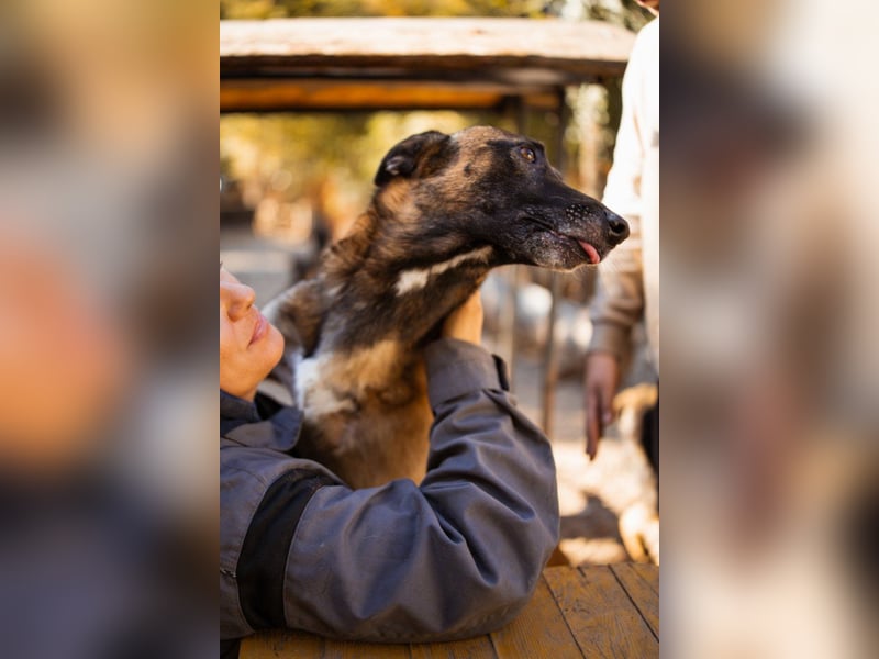 Malinois ♥ Tinki Vinki ♥ sympathischer 3-Bein-Fell-Schatz
