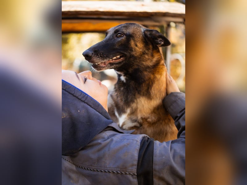 Malinois ♥ Tinki Vinki ♥ sympathischer 3-Bein-Fell-Schatz