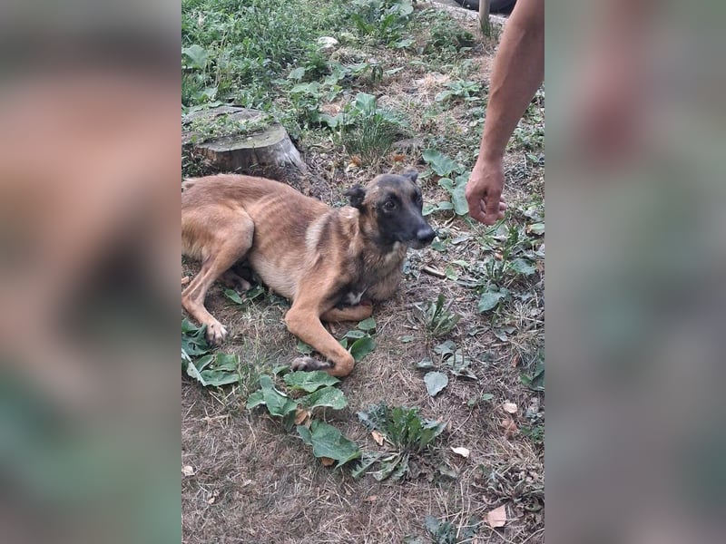 Malinois ♥ Tinki Vinki ♥ sympathischer 3-Bein-Fell-Schatz