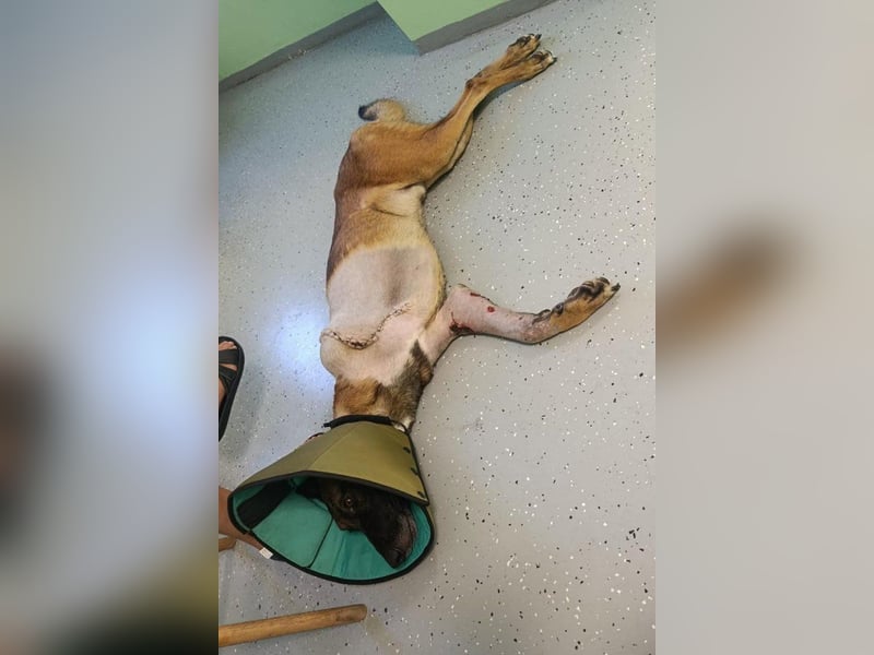 Malinois ♥ Tinki Vinki ♥ sympathischer 3-Bein-Fell-Schatz