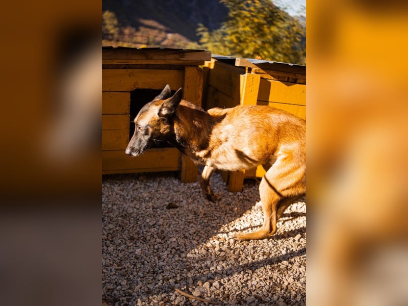 Malinois ♥ Tinki Vinki ♥ sympathischer 3-Bein-Fell-Schatz