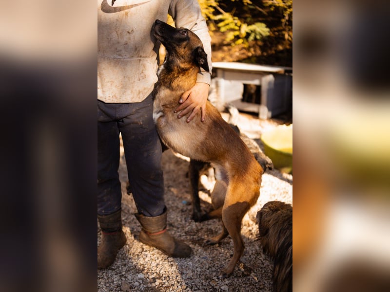Malinois ♥ Tinki Vinki ♥ sympathischer 3-Bein-Fell-Schatz