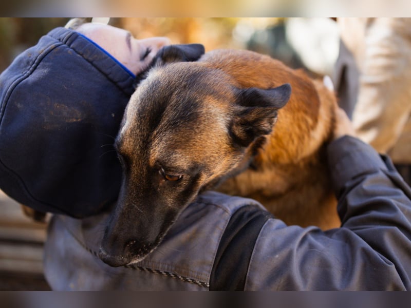 Malinois ♥ Tinki Vinki ♥ sympathischer 3-Bein-Fell-Schatz