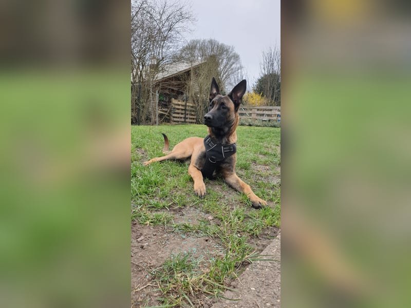 Mali-Diamant sucht ein neues zu Hause