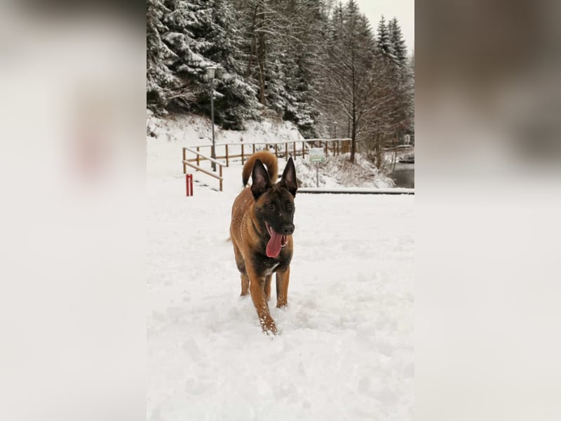 Mali-Diamant sucht ein neues zu Hause