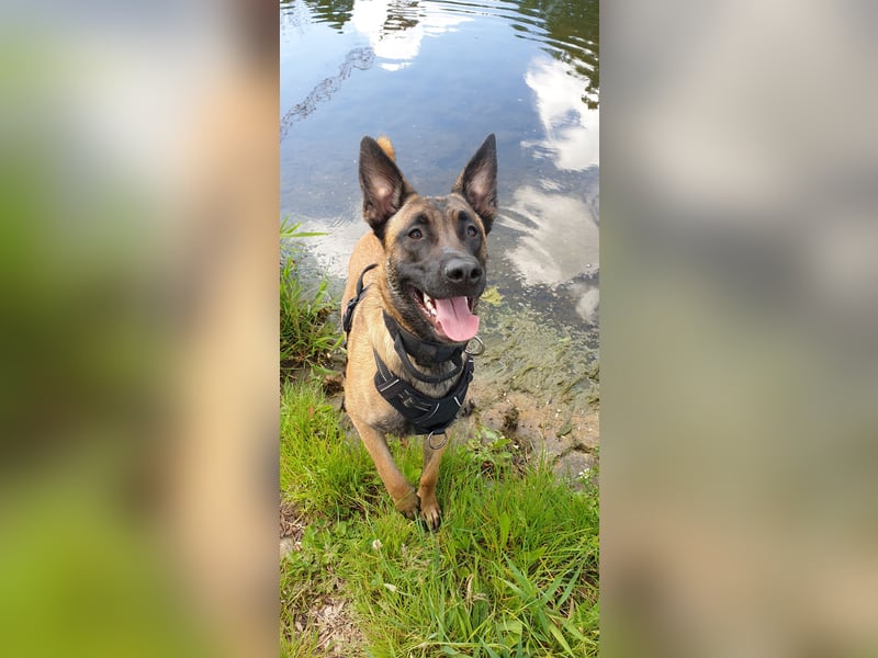 Mali-Diamant sucht ein neues zu Hause