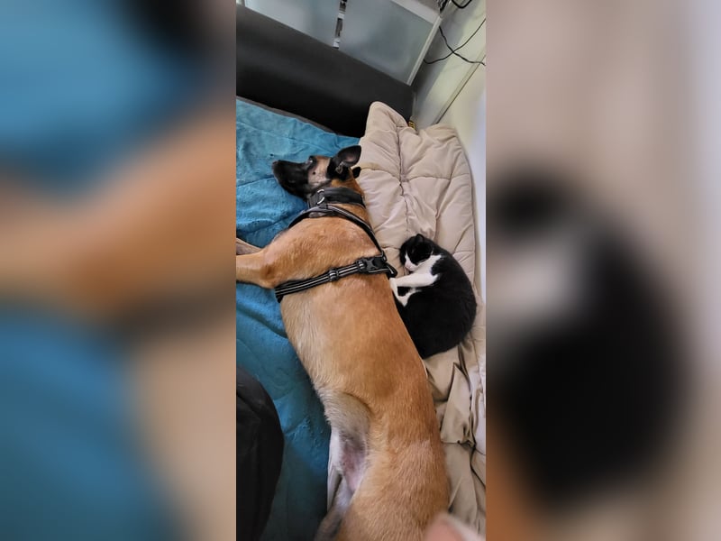 Mali-Diamant sucht ein neues zu Hause