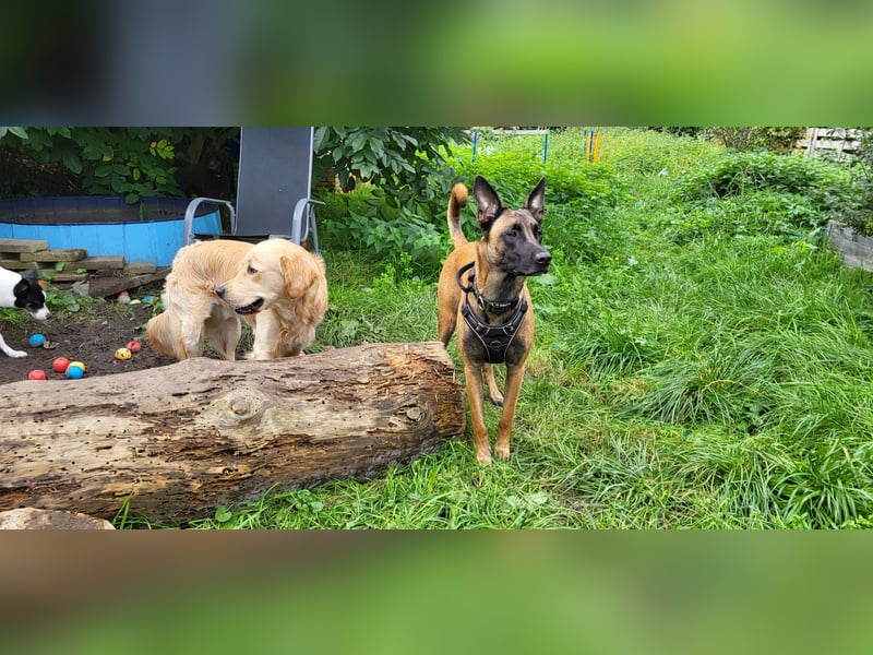 Mali-Diamant sucht ein neues zu Hause