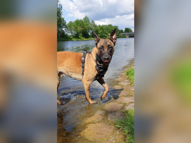 Mali-Diamant sucht ein neues zu Hause