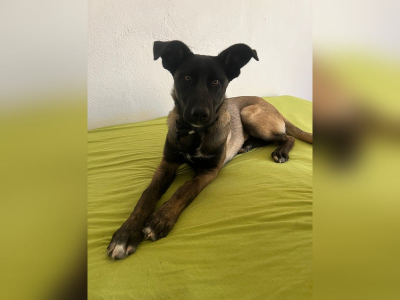 hübsche Malinois-Dame Cenay sucht liebevolles Zuhause
