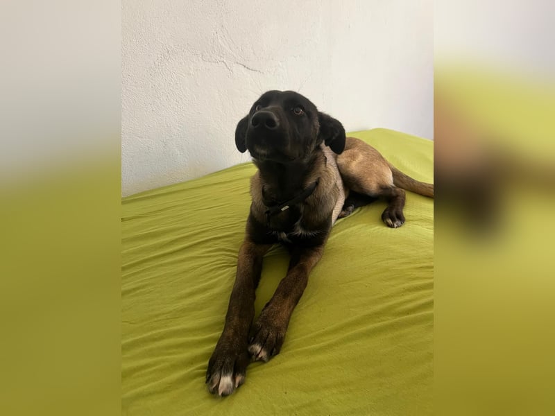 hübsche Malinois-Dame Cenay sucht liebevolles Zuhause