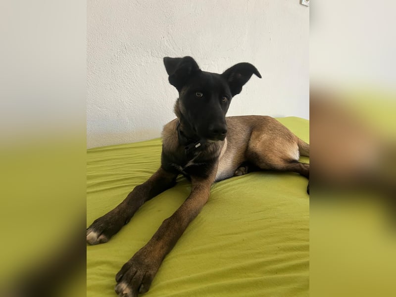 hübsche Malinois-Dame Cenay sucht liebevolles Zuhause