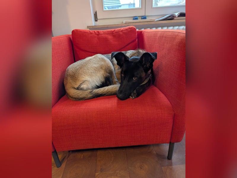 hübsche Malinois-Dame Cenay sucht liebevolles Zuhause