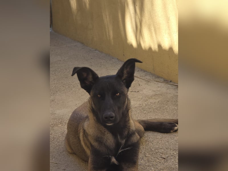 hübsche Malinois-Dame Cenay sucht liebevolles Zuhause