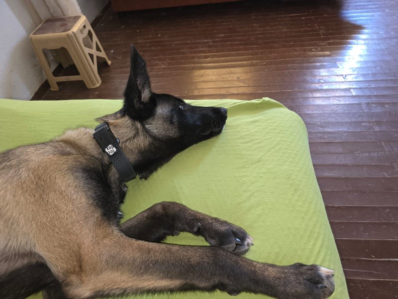 hübsche Malinois-Dame Cenay sucht liebevolles Zuhause