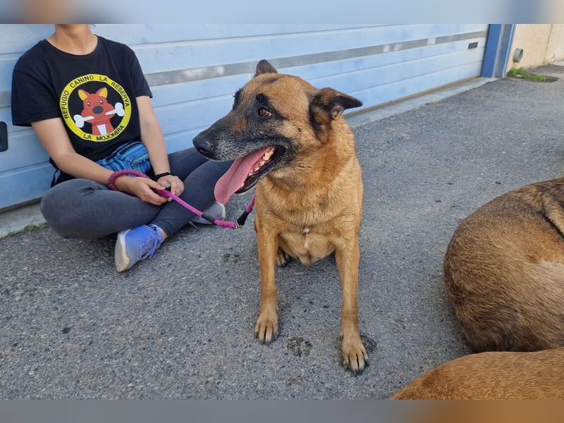 Magia -  Malinois mit großem Herzen