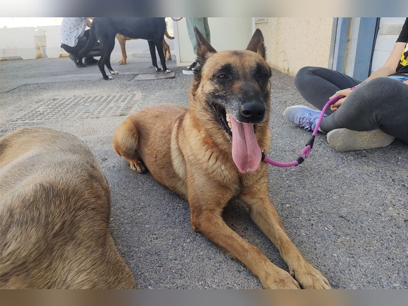 Magia -  Malinois mit großem Herzen