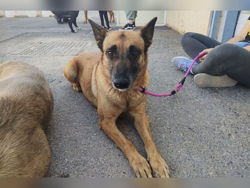 Magia -  Malinois mit großem Herzen