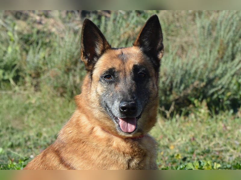 Magia -  Malinois mit großem Herzen