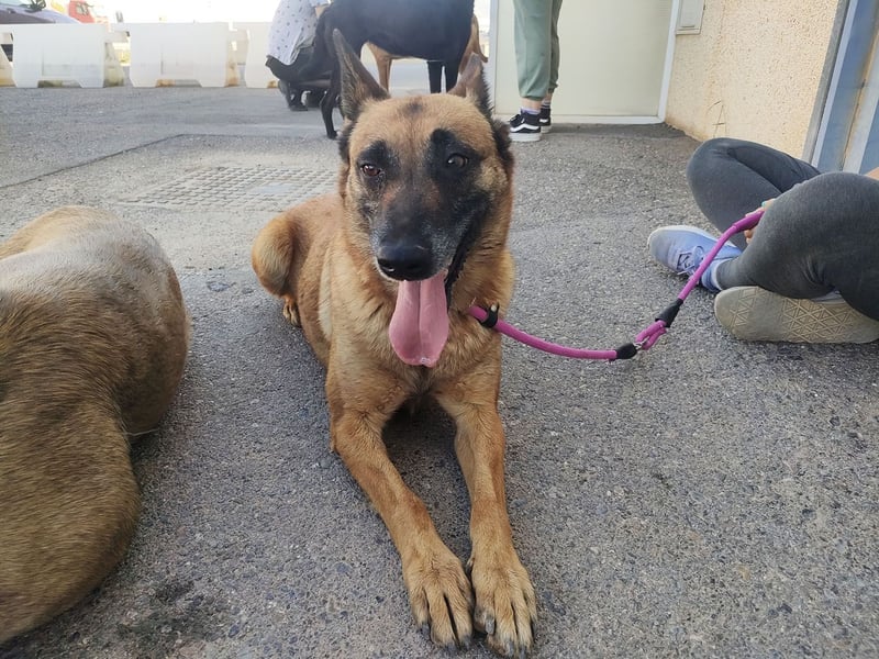 Magia -  Malinois mit großem Herzen