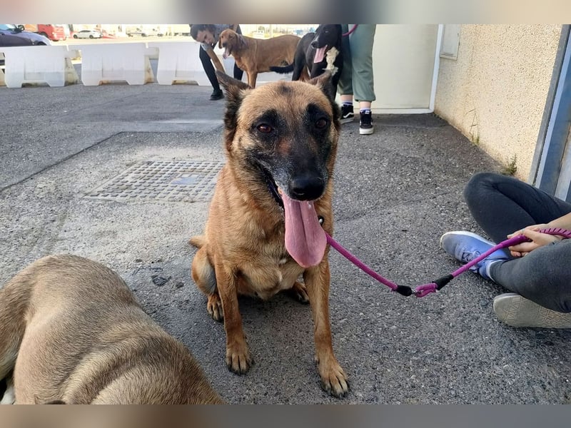 Magia -  Malinois mit großem Herzen