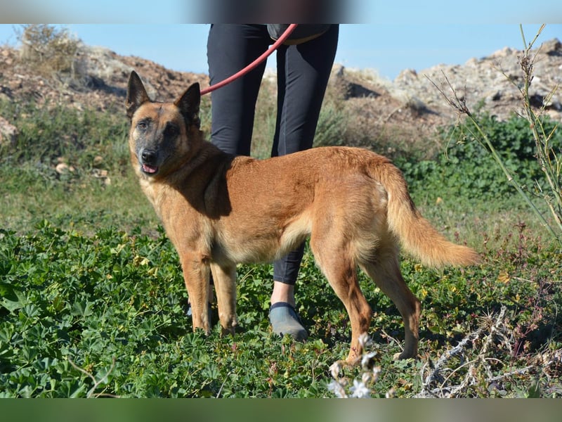 Magia -  Malinois mit großem Herzen