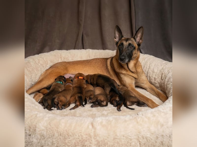 Malinois-Welpen mit Ahnentafel (FCI/VDH/BSB)