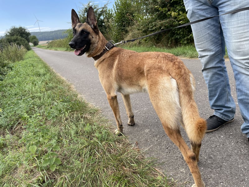 Malinois-Welpen mit Ahnentafel (FCI/VDH/BSB)