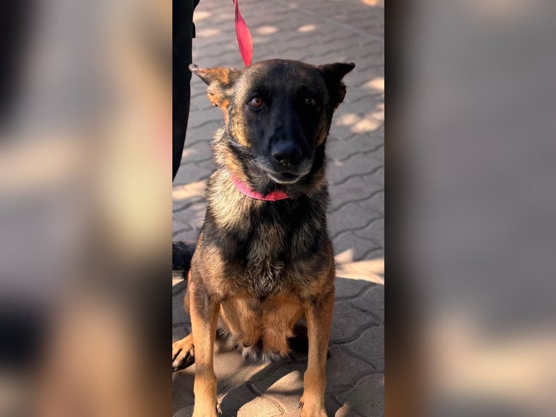 Nina, ruhige, zurückhaltende Malinois Hündin geb. 04/2017