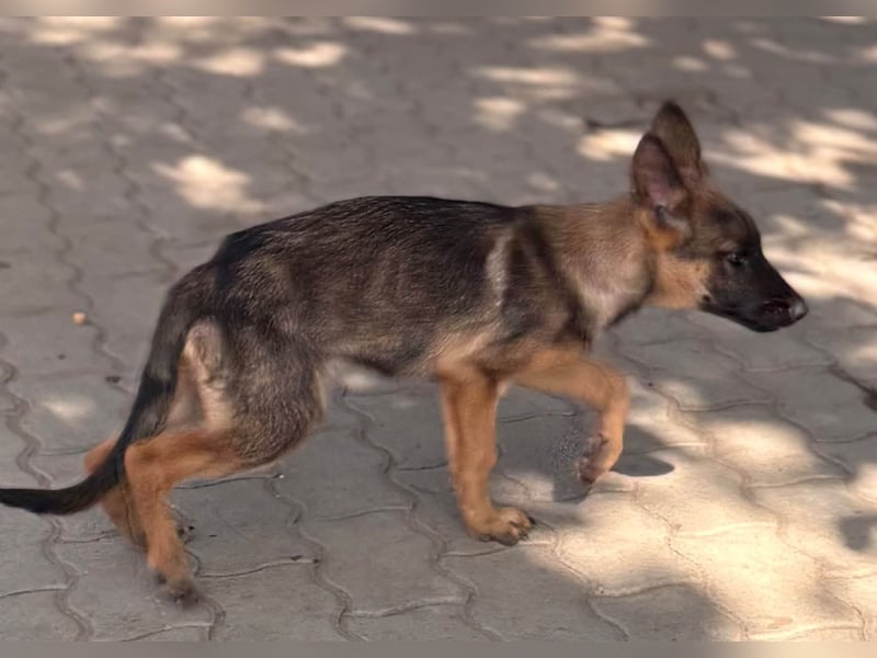 Bonnie, süßes Malinois Welpenmädchen geb. 05/2026