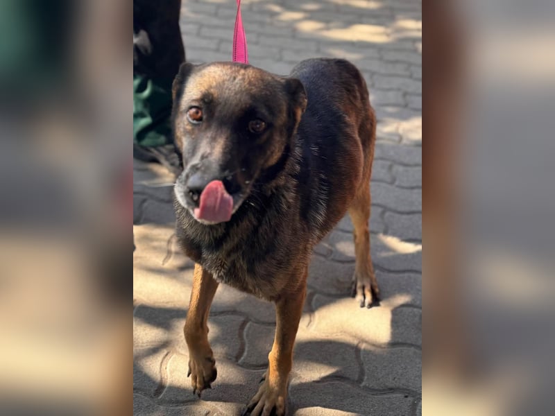 Nina, ruhige, zurückhaltende Malinois Hündin geb. 04/2017