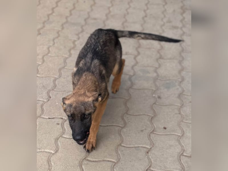 Bonnie, süßes Malinois Welpenmädchen geb. 05/2026