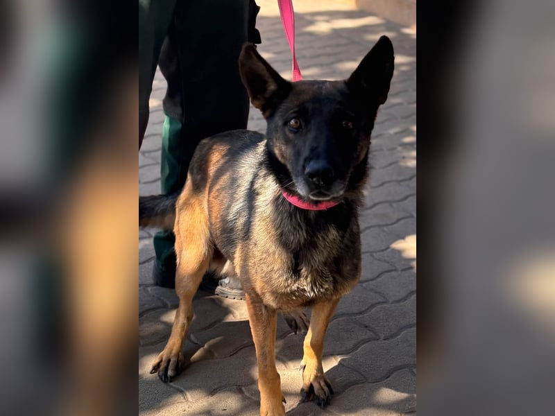 Nina, ruhige, zurückhaltende Malinois Hündin geb. 04/2017