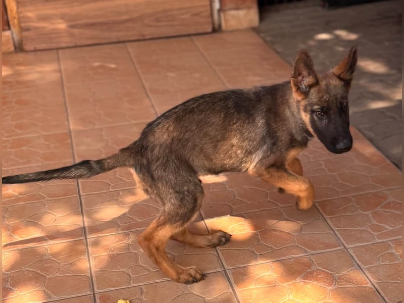 Clyde, süßer, verspielter Malinois Welpe geb. 05/2026
