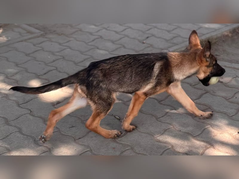 Bonnie, süßes Malinois Welpenmädchen geb. 05/2026