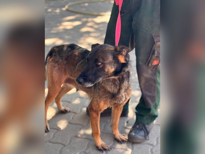 Nina, ruhige, zurückhaltende Malinois Hündin geb. 04/2017