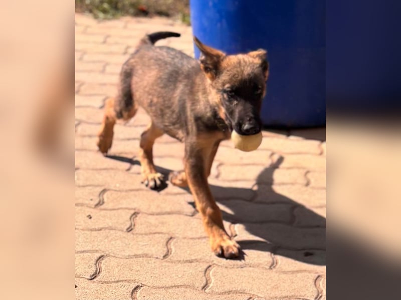 Clyde, süßer, verspielter Malinois Welpe geb. 05/2026