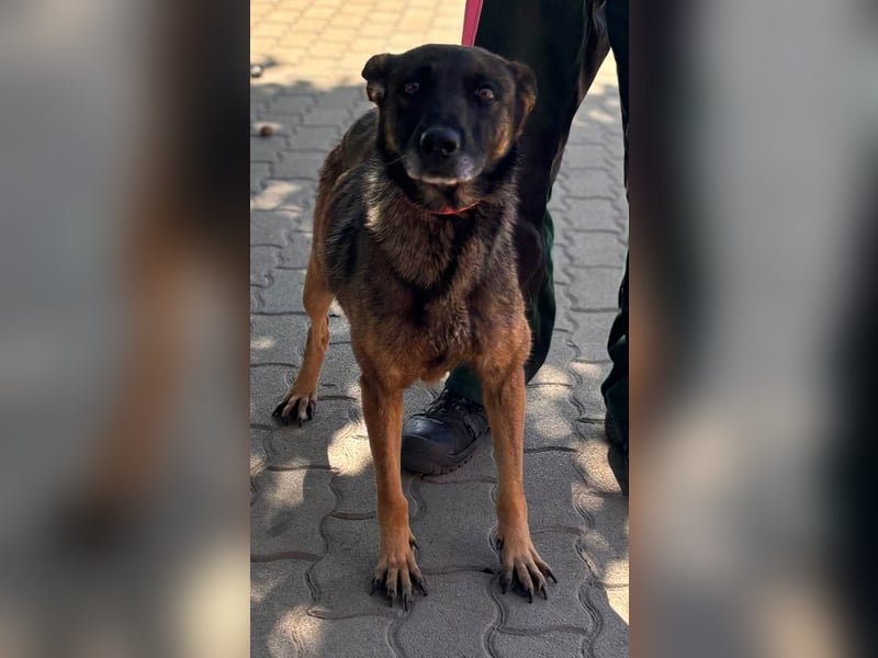 Nina, ruhige, zurückhaltende Malinois Hündin geb. 04/2017