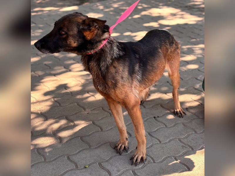 Nina, ruhige, zurückhaltende Malinois Hündin geb. 04/2017