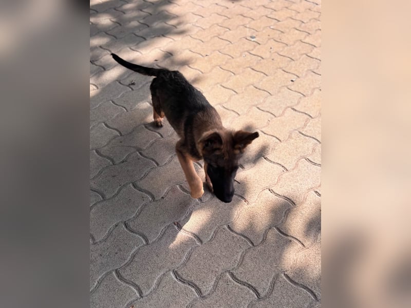 Bonnie, süßes Malinois Welpenmädchen geb. 05/2026