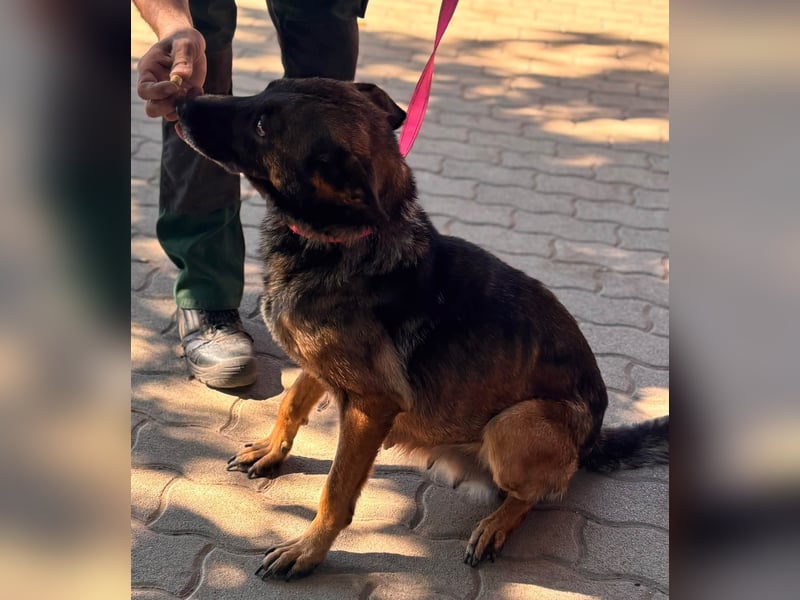Nina, ruhige, zurückhaltende Malinois Hündin geb. 04/2017