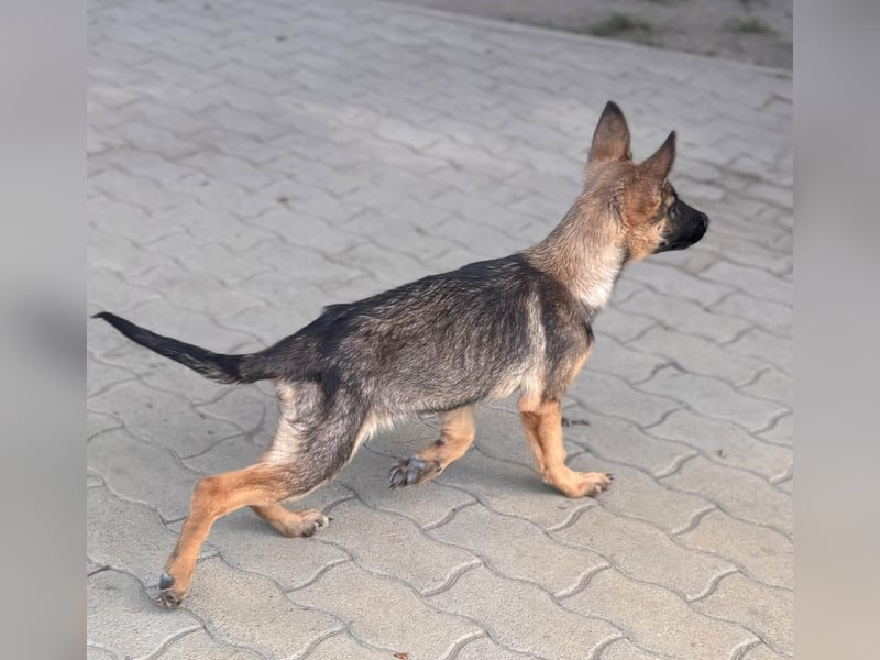 Bonnie, süßes Malinois Welpenmädchen geb. 05/2026